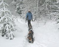 Niin paljon lunta joka tarttuu turkkiin, ett koirat eivt halunneet kvell edell (kuva: Taru Vyrynen)